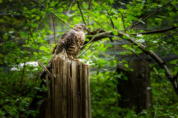 A predatory bird in a summer forest