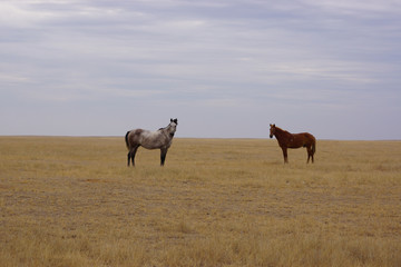 Beautiful horses grazing in the field. Stallions, mares and foals in the pasture. Stallions in the steppes of Kalmykia.