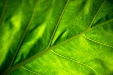 Close up of backlit leaf green background showing viens and surface texture