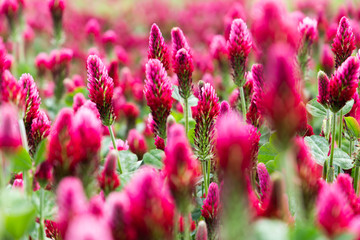 Field of flowering crimson clovers (Trifolium incarnatum) Rural landscape.