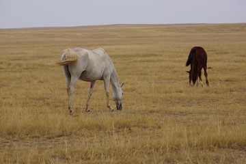 Beautiful horses grazing in the field. Stallions, mares and foals in the pasture. Stallions in the steppes of Kalmykia.