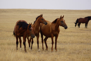 Beautiful horses grazing in the field. Stallions, mares and foals in the pasture. Stallions in the steppes of Kalmykia.