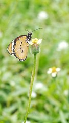butterfly on flower
