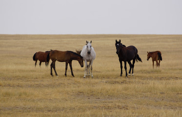 Beautiful horses grazing in the field. Stallions, mares and foals in the pasture. Stallions in the steppes of Kalmykia.