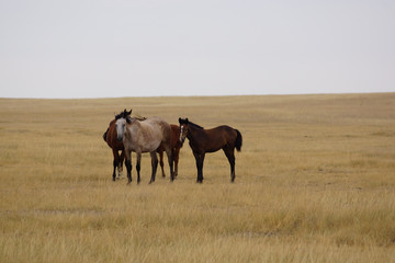 Naklejka na ściany i meble Beautiful horses grazing in the field. Stallions, mares and foals in the pasture. Stallions in the steppes of Kalmykia.