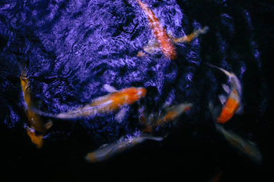 Slow shutter photo capturing the movement of tropical koi fish swimming in garden pond