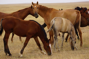 Fototapeta na wymiar Beautiful horses grazing in the field. Stallions, mares and foals in the pasture. Stallions in the steppes of Kalmykia.
