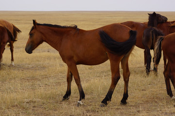 Beautiful horses grazing in the field. Stallions, mares and foals in the pasture. Stallions in the steppes of Kalmykia.