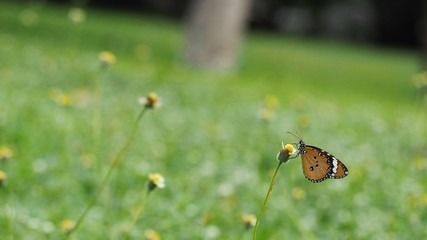 butterfly on green grass