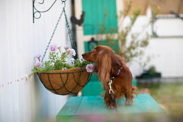 庭で遊ぶダックスフンド
