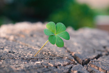 New Life concept with Clover. Business development symbolic.