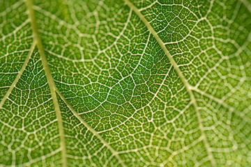 close up green leaf texture