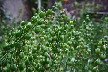 Dettaglio di pianta con bacche