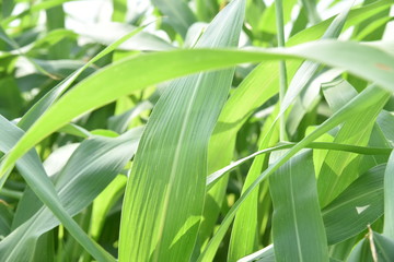 CLOSE UP OF GREEN LEAVES