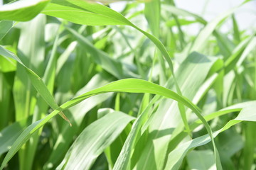 Obraz premium CLOSE UP OF GREEN LEAVES