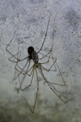 Pholcus phalangioides, also known as the longbodied cellar spider is a spider of the family Pholcidae.