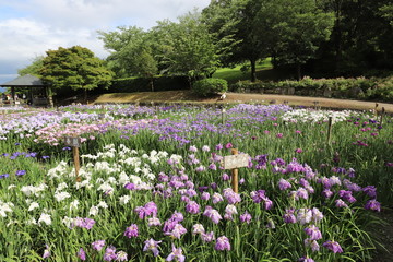 菖蒲園