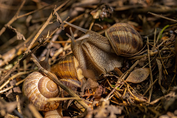 Helix pomatia, Roman - Burgundy snail, escargot, is a species of large, edible, air-breathing land snail, a gastropod terrestrial mollusc in the family Helicidae. Amorous courtship hermaphrodites.