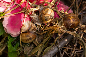 Helix pomatia, Roman - Burgundy snail, escargot, is a species of large, edible, air-breathing land snail, a gastropod terrestrial mollusc in the family Helicidae. Amorous courtship hermaphrodites.