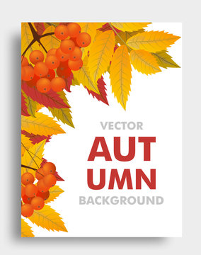 Autumn or fall background with branch of rowan with space for text. Vector