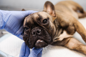 Resection of the lacrimal sac on the dog's eyes in veterinary medicine