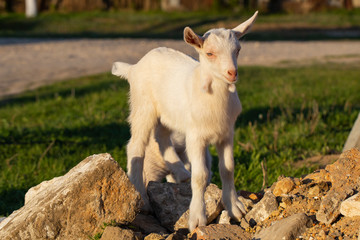Obraz premium Newborn goat gets acquainted with the outside world. Breeding and growing pets. Childhood white goat in the household yard.