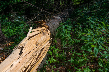 Cleaved tree, strong wind broken the pine tree close up shot in the woods.