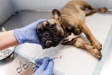 Resection of the lacrimal sac on the dog's eyes in veterinary medicine