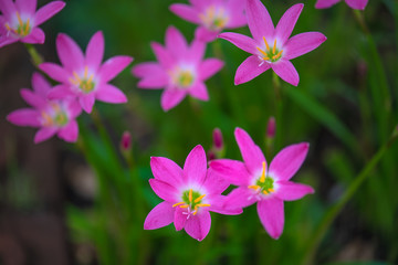 Pink flowers in the garden,select focus.