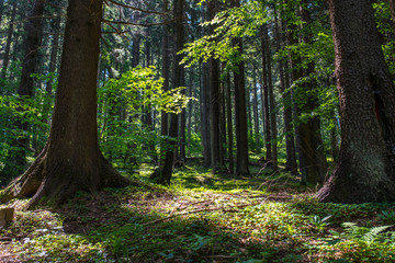 Entering morning lights in the beautiful intact pine forest in Transylvania, Romania.