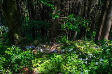 Human trash in the forest near roadside, conceptual human negligence image.