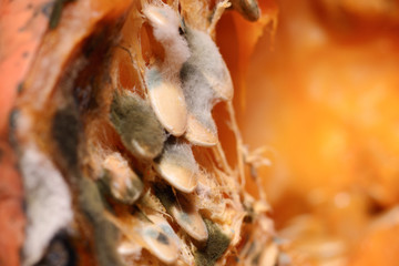 mold and mushrooms on food. orange rotten pumpkin with seed inside