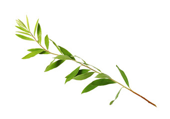 Twig of spiraea with green leaves
