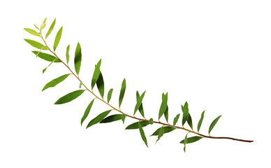 Twig of spiraea with green leaves