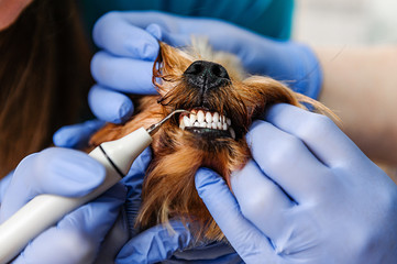 Hardware cleaning teeth of dogs from tartar