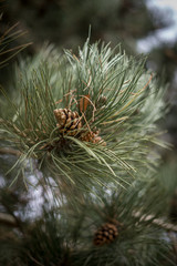 Flower garden, Netherlands, , a close up of a plant