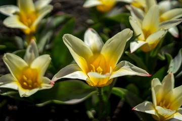 Fototapeta premium Flower garden, Netherlands, , a vase of flowers on a table