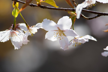 桜