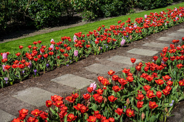 Flower garden, Netherlands, , a red flower in a garden