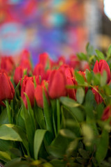 Fototapeta premium Flower garden, Netherlands, , a close up of a flower