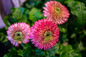 Flower garden, Netherlands, , a close up of a flower