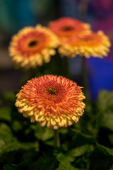 Flower garden, Netherlands, , a close up of a flower