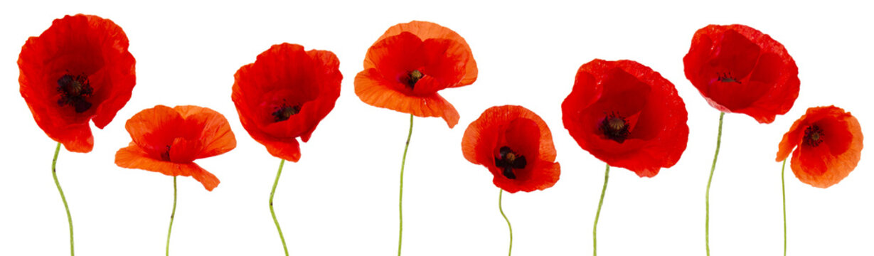 Coquelicots sur fond blanc pour banni&egrave;re