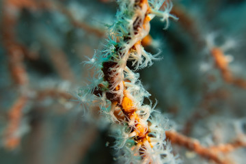 Reef Corals