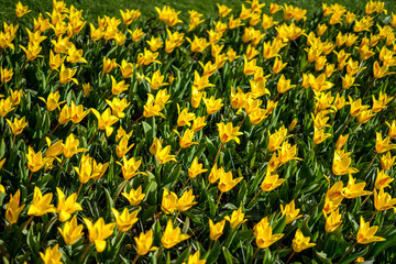 Obraz premium Flower garden, Netherlands, , a yellow flower in a field