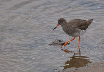 Redshank beside the seaside, Scalby Mills, Scarborough.