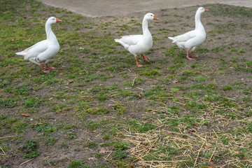 Flower garden, Netherlands , a flock of seagulls standing next to a body of water