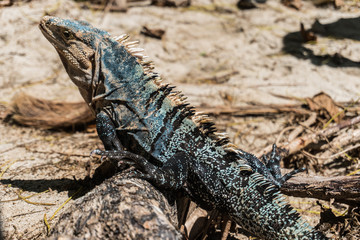 Iguana w kostarykańskim parku narodowym Manuel Antonio © pablitoos