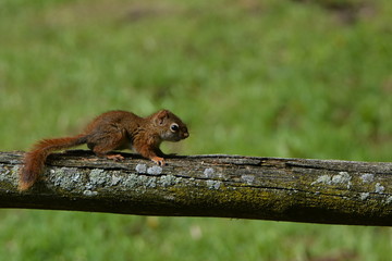 Baby Red Squirrel on fence