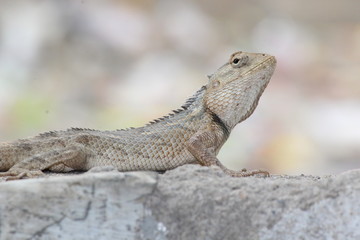 Chameleon